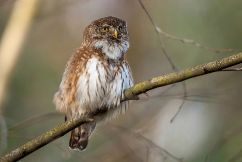 Glaucidium passerinum, pygmy owl, passerine owl, birds, owls, strigiformes, birds