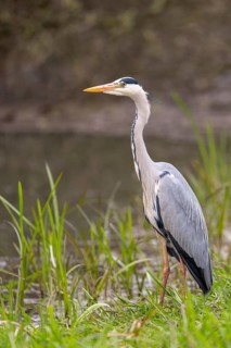 Grey Heron (Ardea cinerea), Dümmer, Lembruch, Lower Saxony, Germany