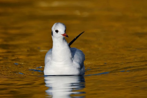 Black-headed gull (Chroicocephalus ridibundus, Larus ridibundus) in winter plumage swimming on a