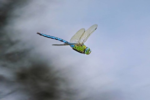 An emperor dragonfly (Anax imperator) in flight, Lindenberg, Freiamt, Canton of Aargau, Switzerland