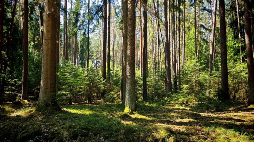 Sun-drenched forest with slender, tall trees, peaceful and quiet surroundings, Obermaintal, Upper