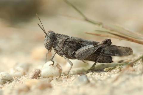 Blue-winged wasteland scare, caelifera, short-feeler scare, Oedipoda caerulescens, Oedipodinae,