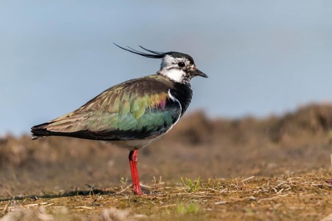 Lapwing, vanellus vanellus, birds, charadriiformes, limikolen, plovers, birds, waders, waders