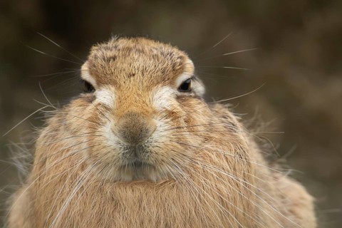 European brown hare (Lepus europaeus) adult animal head portrait, England, United Kingdom