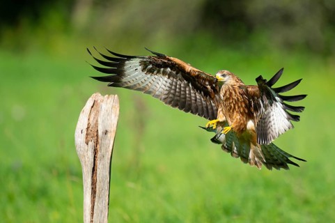 Red kite (Milvus milvus) flying, Gerolstein, Rhineland-Palatinate, Germany