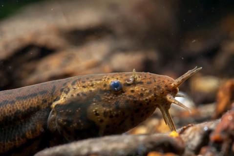 European Weather Loach, Misgurnus Fossilis, Pond Loach, Schlammpeitzger, FFH, Fish, Fish, Pisces,