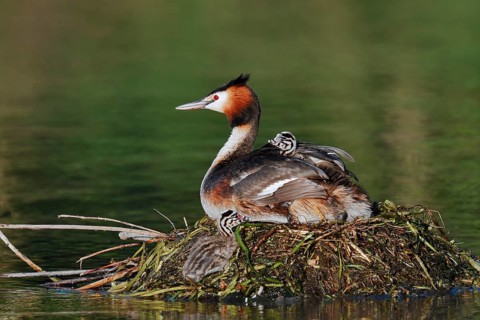 Great Crested Grebe (Podiceps scalloped ribbonfish) with chicks on the nest, North