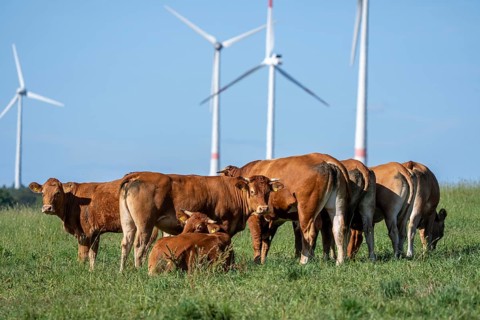 Cattle, bulls, young bulls, young cattle on a pasture, east of Paderborn, wind turbines, North
