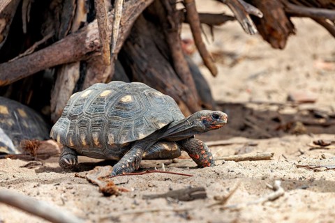 A tortoise moves through the sandy ground beneath some branches, natural colours dominate. A