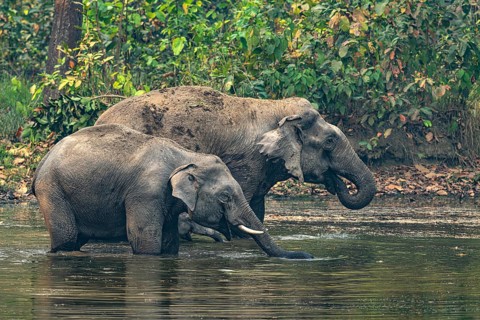 Elephants at a watering hole, Asian elephant, Elephas maximus, Bardia National Park, jungle,