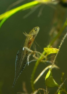 Great crested newt, crested newt, northern crested newt, Triturus cristatus, amphibians,