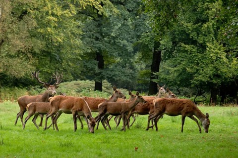 Red deer, Cervus elaphus, deer drives packs