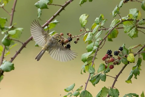 Common chiffchaff (Phylloscopus collybita) adult bird flying from blackberries fruit in a hedgerow