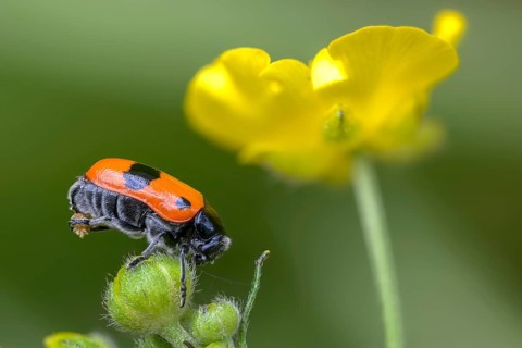 Ant sack beetle, ant bag beetle, Clytra laeviuscula, willow clytra, beetle, coleoptera, insects,