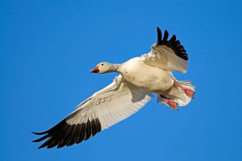Snow Goose, Bosque del Apache, New Mexico, USA. Snow Goos, Bosque del Apache, New Mexico, United