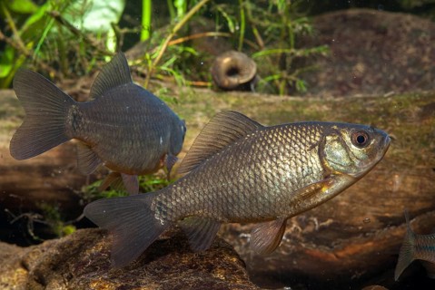 Carassius carp, crucian carp, cobbler carp, fish, fishes, pisces