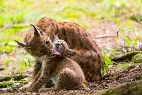 Eurasian lynx (Lynx lynx) mother with her youngster (cub) in a forest, Bavaria, Germany