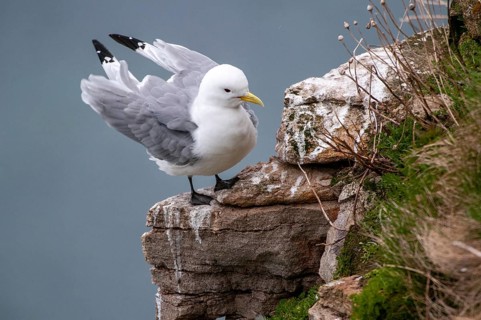 Black-legged Kittiwake, Black-legged Kittiwake, Norway, Rissa Tridactyla, Varanger, Birds,