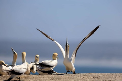Cape Gannet (Morus capensis), adult, in flight, taking off, flying away, on land, coast, beach,