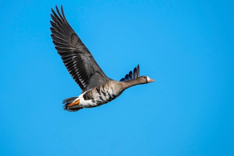 White-fronted Goose (Anser albifrons) in flight, Dümmer, Lembruch, Lower Saxony, Germany