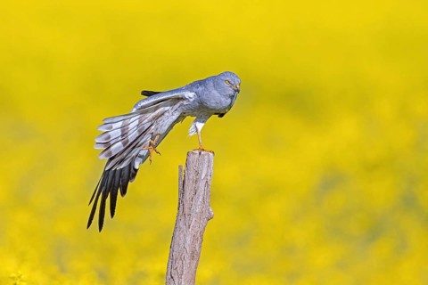 Montagu's harrier (Circus pygargus) adult male stretching wing while perched on wooden fence post