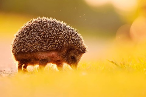 Brown-breasted hedgehog or Western European hedgehog (Erinaceus europaeus), North Rhine-Westphalia,