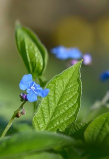 Spring memorial, spring umbilical nut, memorial, large flower umbilical nut, big forget-me-not,