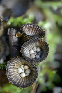 Cyathus hirsutus, cyathus striatus, striped expensive, sweetie, fluted bird's nest, fungi, fungus,