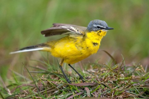 Motacilla flava, sheeptail, western yellow wagtail, yellow wagtail, birds, plumage care, male,
