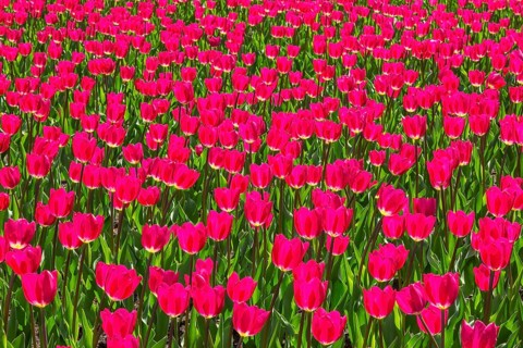 Bed of vibrant backlit purple pink colored single cup shaped Tulipa - Tulip flowers in spring,