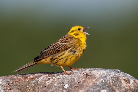 Brandenburg, Emberiza Citrinella, Germany, Yellowhammer, Nabu, national natural heritage, natural