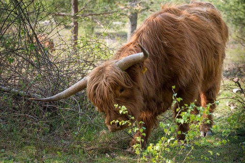 Artiodactyla, bos primigenius f. taurus, even-toed ungulate, highland cattle, kyloe, cloven-hoofed,