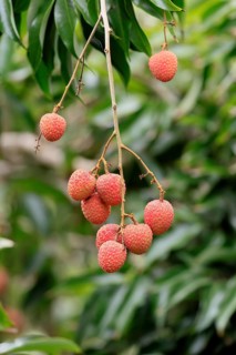Lychee tree (Litchi chinensis), lychee tree, fruit, ripe, on the tree, Monzi, KwaZulu-Natal, South