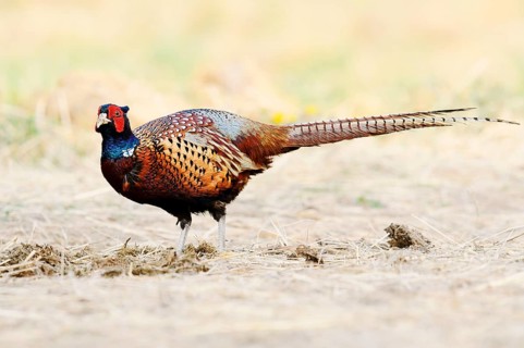 Pheasant or common pheasant (Phasianus colchicus), cock, North Rhine-Westphalia, Germany