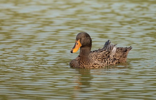 Female Mallard duck (Anas platyrhynchos) swimming in a pond, Sreepur, Gazipur, Bangladesh