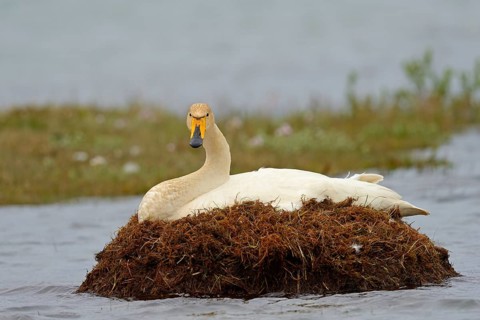 Breeding singing swan, Iceland