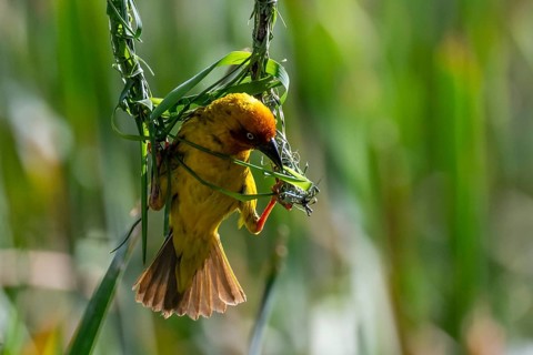 Cape Weaver (Ploceus capensis) building a nest, male building a new nest, Addo Elephant Park, South