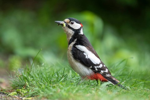 Great Spotted Woodpecker (Dendrocopos major), Vechta, Lower Saxony, Germany