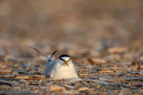 In the frontal view, the white stripe on the Little Tern (Sternula albifrons), extending from the