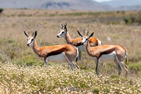 Springbok (Antidorcas marsupialis) in a flower meadow, Mountain Zebra National Park, South Africa