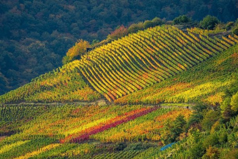 Vineyards in autumn in the central Ahr valley, near Mayschoß, Rhineland-Palatinate