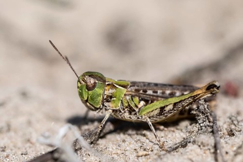 Common Green Grasshopper (Omocestus viridulus), Emsland, Lower Saxony, Germany