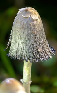 Agaricales, Coprinus comatus, Coprinus ovatus, Coprinus porcellanus, egg tinting, porcelain