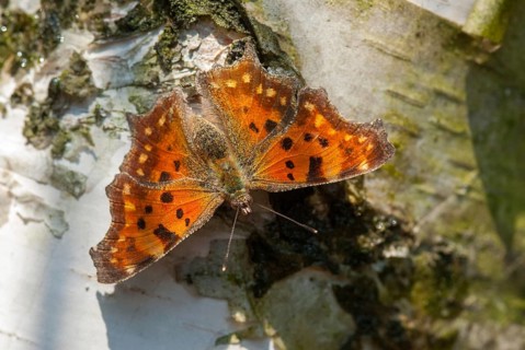 C-butterfly, comma butterfly, nymphalis c-album, polygonia c-album, butterfly, insects, butterfly,