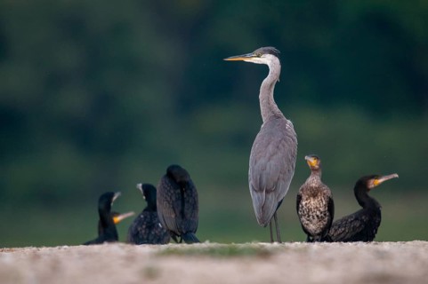 Ardea cinerea, black shag, cormorant, heron, gray heron, cormorant, phalacrocorax carbo, birds,