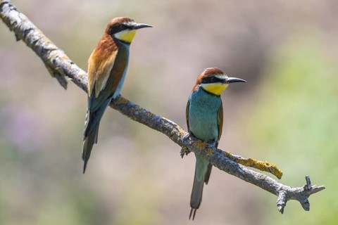 Bee-eater (Merops apiaster), Rhineland-Palatinate, Germany
