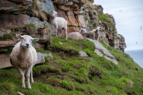Artiodactyla, domestic sheep, even-toed ungulate, domestic sheep, Norway, Ovis Gmelini aries,