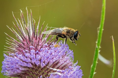 A dung bee (Eristalis tenax) perched on a flowering wild teasel (Dipsacus fullonum), close-up,