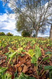 Sugar beet field, the plants are quite stunted, much too small and partly dried up, wilted leaves