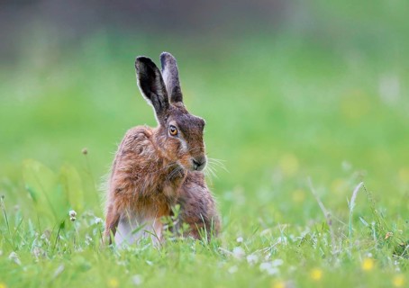 Animals Mammals, hare hare in meadow, Lepus europaeus
